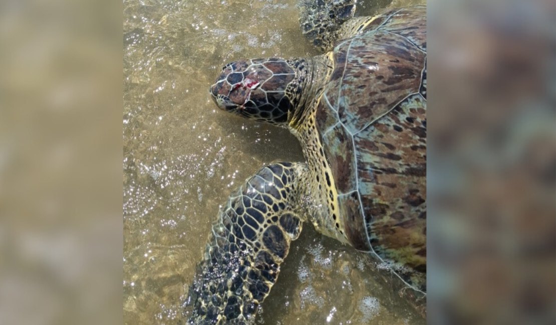 [Vídeo] Mais uma tartaruga marinha é encontrada ferida no litoral norte de Alagoas