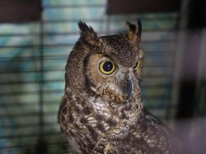 Maconha e animais silvestres: o que foi encontrado na Operação Watergate em AL