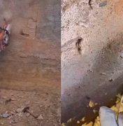 Cachorro fica preso entre paredes e bombeiros abrem buraco no muro para resgate em Colatina
