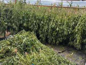 Cerca de duas toneladas de maconha são apreendidas na divisa entre Alagoas e Bahia