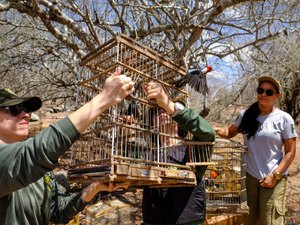 FPI devolve cerca de 140 animais silvestres à natureza