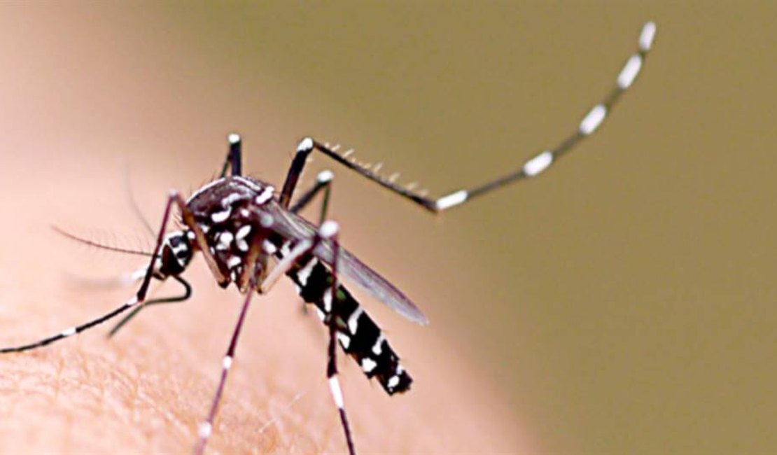 Maceió registra aumento de 31,5% nos casos de dengue em 2019