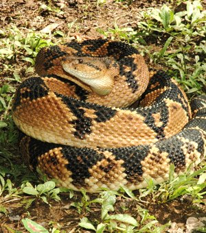 Surucucus, consideradas as cobras mais venenosas da América Latina, assustam moradores no interior de Pernambuco