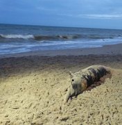 Mais um golfinho é encontrado morto em praia de Maragogi