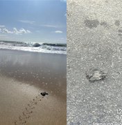 Tartaruga desova na praia de Jacarecica; Biota flagra filhotes atropelados