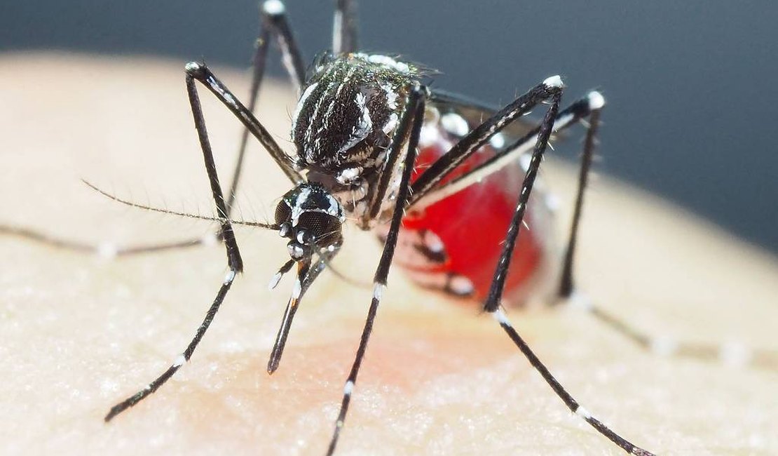 Brasil tem mais de 6,5 milhões de casos prováveis de dengue este ano