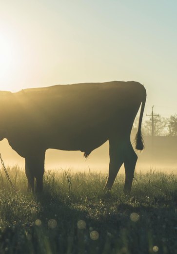 Boi é encontrado ferido e vizinho é acusado de maus-tratos em zona rural de Igaci