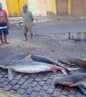 Pescadores capturam quatro tubarões em Piaçabuçu