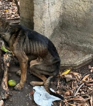 Homem é preso após cães e gatos serem resgatados sem água e comida em Arapiraca