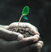 Grão-de-bico cultivado em solo lunar pela primeira vez (com a ajuda de minhocas e fungos)