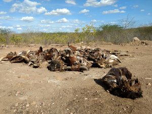 Matadouro de Delmiro Gouveia é interditado em cerca de R$730 mil