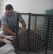 Capivara resgatada após ataque de cães morre em centro de triagem em Maceió