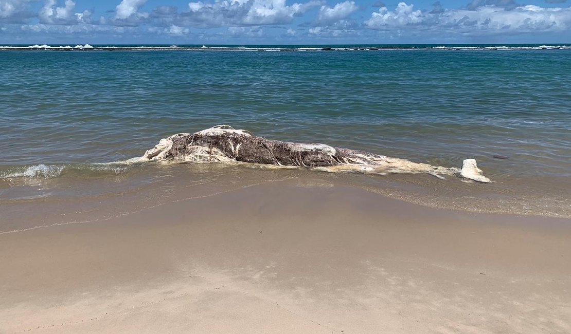 Baleia encalha e morre na Barra de São Miguel