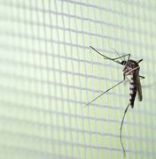 Chuvas deixam alerta para novos casos de dengue