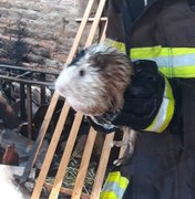 Incêndio atinge casa e bombeiros resgatam cabra e porquinhos da índia 