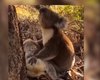 Coala é flagrado demonstrado luto após morte da companheira na Austrália