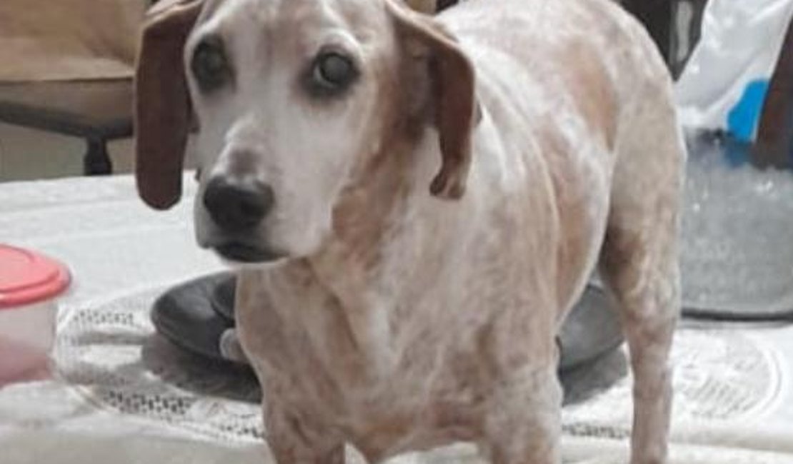 Tutoras pedem ajuda para encontrar cachorro desaparecido em Maribondo