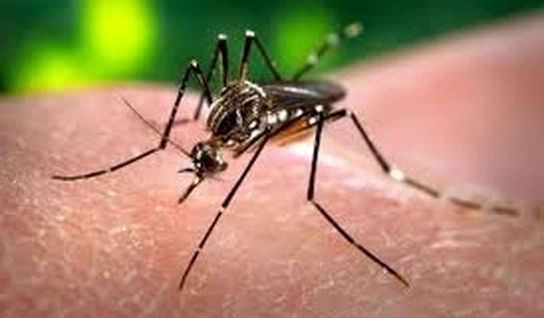 Alagoas registra 7.417 casos de dengue; Arapiraca está sob controle