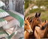 Ministério da Agricultura suspende venda de ração para equídeos da Nutratta após morte de cavalos