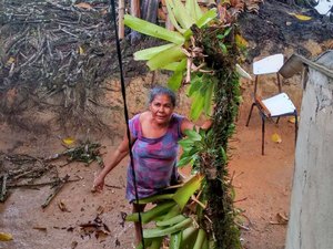 [Vídeo] Moradores temem que árvore caia em casas próximas a BR-101, em Messias