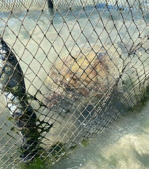 Tartaruga marinha é encontrada em curral na Praia da Ponta Verde