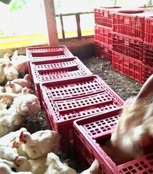 Apanhador de frango: conheça um dos piores empregos do país