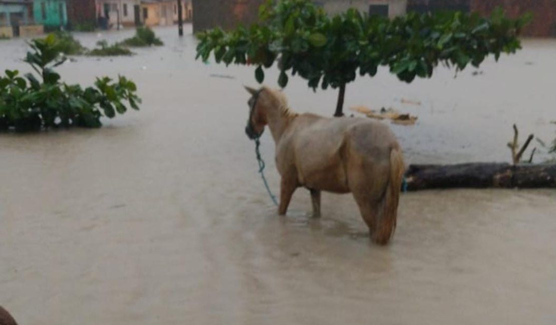 Enchentes: 836 pessoas ainda estão desabrigadas ou desalojadas em Alagoas