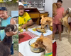 Cachorros sentam à mesa para comer em casa no Piauí