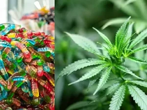 Crianças passam mal ao comerem bala de goma de cannabis levada por colega