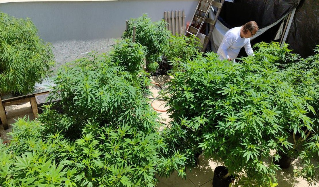 Anvisa proíbe importação de cannabis in natura e partes da planta