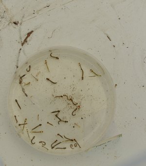 Casos de dengue caem nas quatro primeiras semanas epidemiológicas de 2026