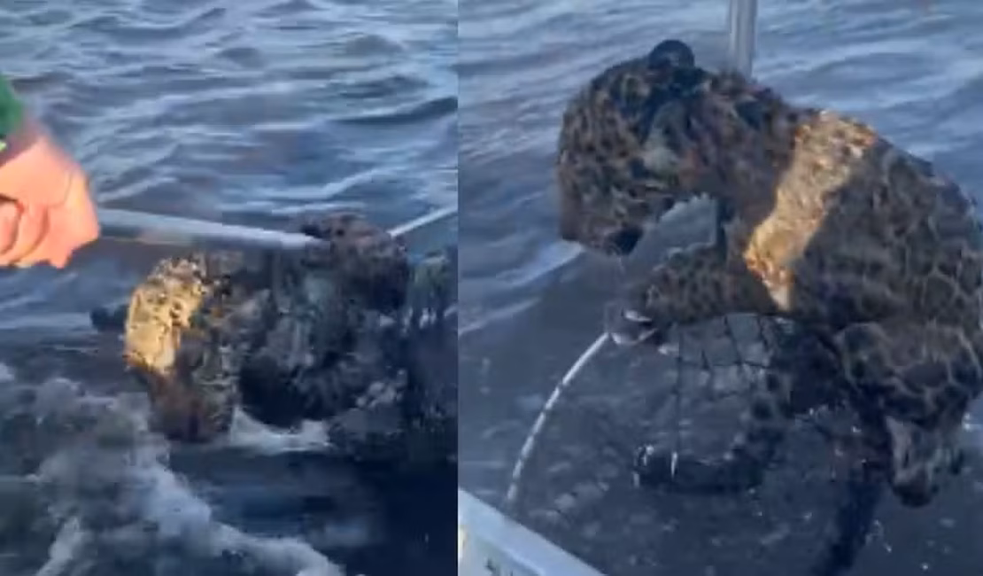 Pescador 'fisga' e ajuda filhote de onça a atravessar rio no Pantanal