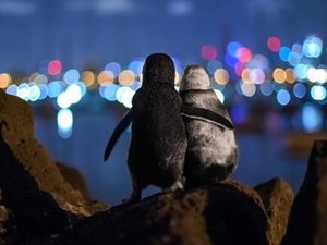 A premiada foto de pinguins viúvos que parecem se confortar sob as luzes da cidade