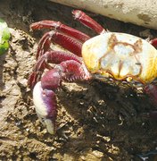 Ministério da Agricultura proíbe pesca e venda do caranguejo-uçá em Alagoas 