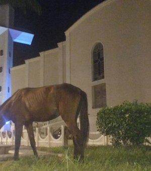 [Vídeo] Cavalo pasta em local considerado cartão postal da cidade de Arapiraca