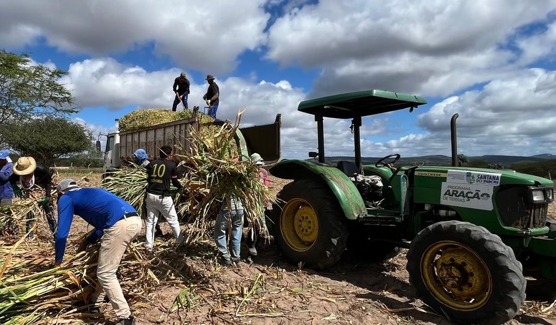 Programa Municipal de Produção de Silagem beneficia produtores em Santana do Ipanema