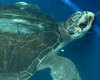[Vídeo] AL registra quase 600 encalhes de animais marinhos; Biota faz alerta