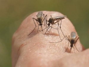 Paciente é diagnosticado com Malária em Maceió