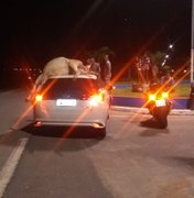 Colisão: Toyota Yaris atinge jumento na rodovia BR 316 e animal fica no teto do veículo