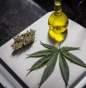 Uso da cannabis medicinal em Alagoas? Entenda o projeto aprovado na ALE