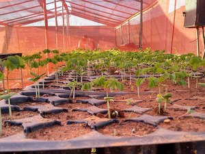 Ação de reflorestamento contabiliza mais de 30 mil mudas semeadas em Alagoas