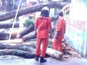 Bombeiros explicam quando devem ser acionados para ocorrências com árvores 