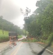 [Vídeo] Quedas de árvores prejudicam tráfego na rodovia AL 105 no Norte de AL