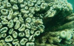 Pesquisa constata alta mortalidade de corais devido ao aquecimento global