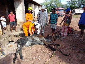 Boi é resgatado com vida após cair em poço na zona rural de Arapiraca.