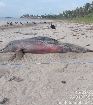 Golfinho é achado morto na praia da Barra de Santo Antônio