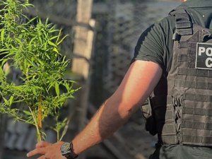 Polícia Civil deflagra Operação Alta Paz e prende quatro suspeitos ligados ao tráfico de drogas