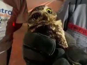 Coruja é resgatada e devolvida à natureza em União dos Palmares