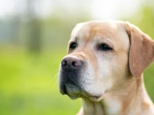 Mulher morde dona de cachorro durante briga sobre como disciplinar pet