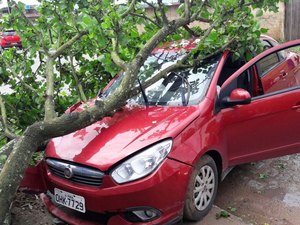 Colisão de veículo quebra árvore colocada no passeio público